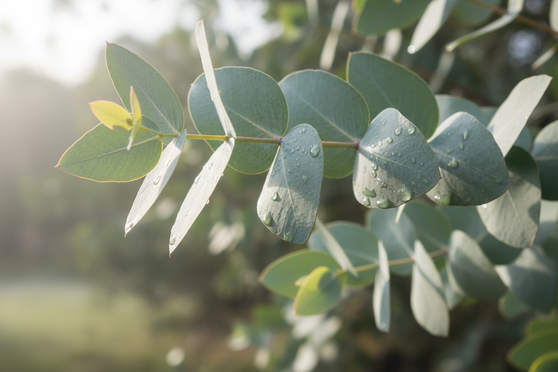 Eucalyptus