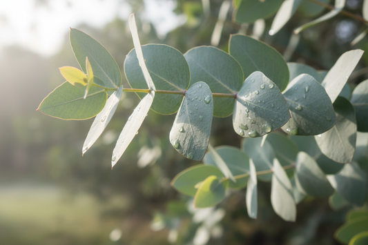 Eucalyptus